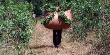 Yerba Mate: tras falta de quórum en la Sesión Especial de Precios, se reanudará el 29 de febrero