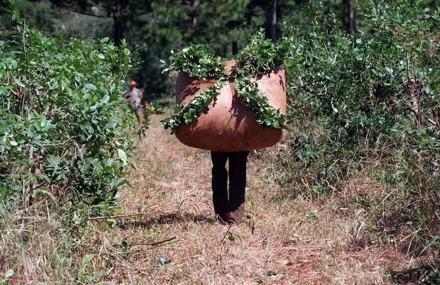 Yerba Mate: tras falta de quórum en la Sesión Especial de Precios, se reanudará el 29 de febrero