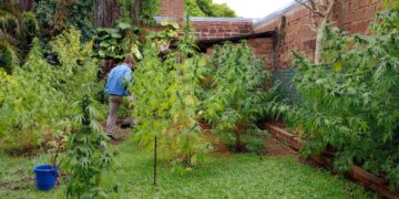 Investigadores de la Policía detectaron una plantación de marihuana en Posadas