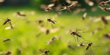 Inta y Conicet evalúan cultivar peces y camarones para combatir a los mosquitos