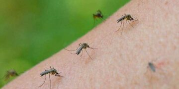 Advierten que el dengue “se está volviendo una enfermedad endémica en todo el país”