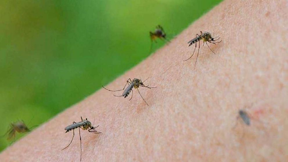 Advierten que el dengue “se está volviendo una enfermedad endémica en todo el país”