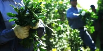 Declararon la Emergencia Agropecuaria para Misiones