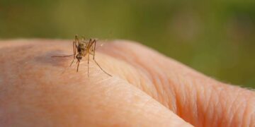 Dengue: Porqué los mosquitos pican más a unas personas que a otras