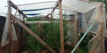 Policías antinarcóticos detectaron un vivero con plantas de marihuana en una vivienda de San Vicente