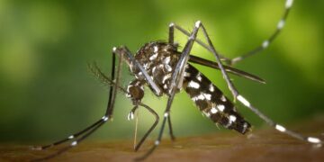 Dengue: Argentina roza los 40.000 casos y hay “circulación viral” en 14 provincias