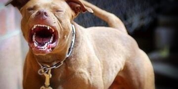Falleció en el hospital una mujer atacada por perros pitbull en Irigoyen