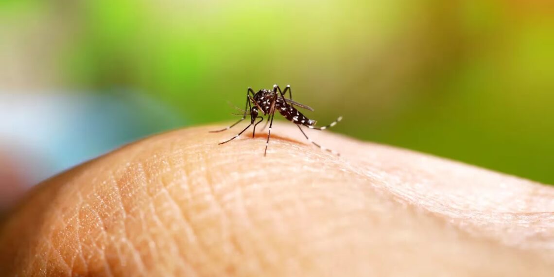 El dengue bate récords de casos y muertes en el país: los especialistas dicen que el pico todavía no llegó