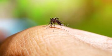 El dengue bate récords de casos y muertes en el país: los especialistas dicen que el pico todavía no llegó