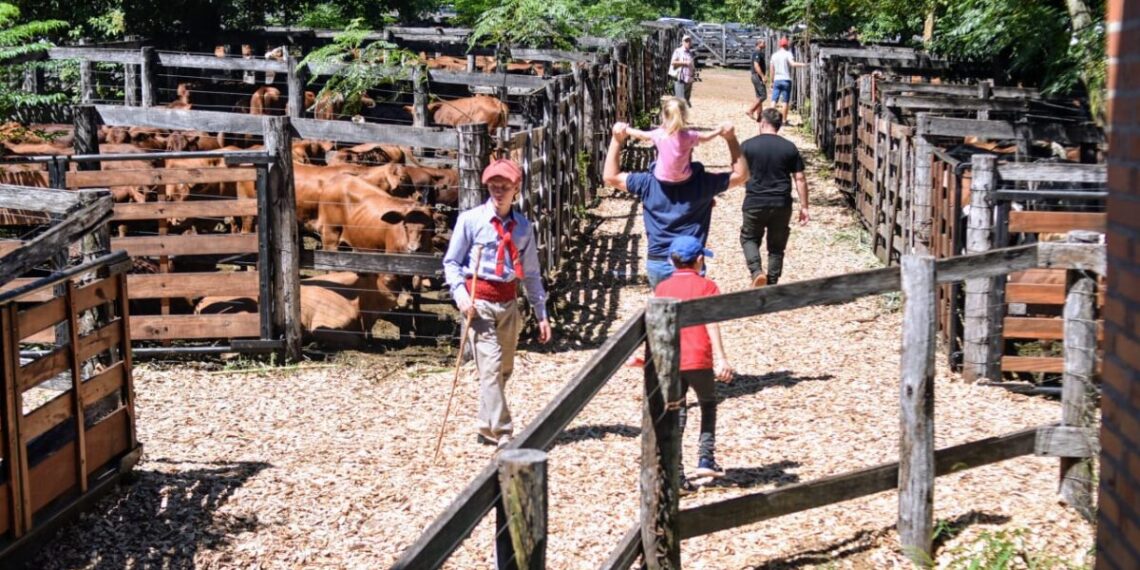 Nuevo récord: Más de 1400 cabezas de ganado en el remate de la “Fiesta del Ternero Misionero”