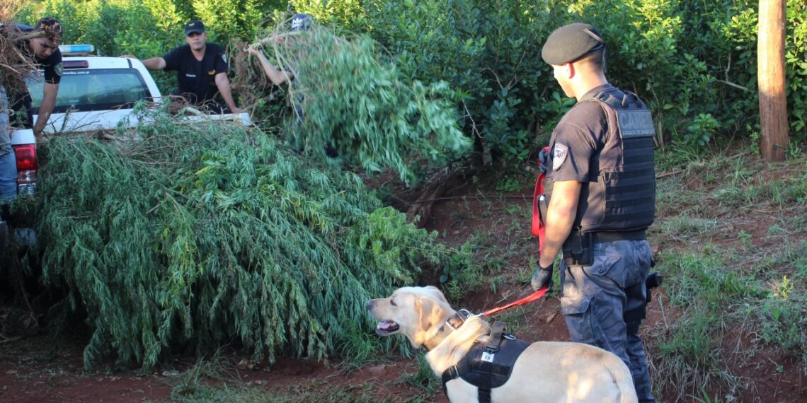 Detectaron un campo con más de 150 plantas de marihuana valuadas en 570 millones