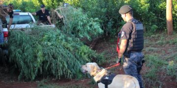 Detectaron un campo con más de 150 plantas de marihuana valuadas en 570 millones