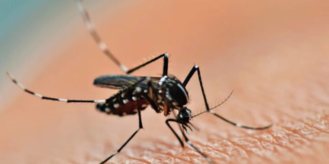 Dengue: una mujer de 67 años es la nueva víctima fatal en Misiones