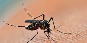 Dengue: una mujer de 67 años es la nueva víctima fatal en Misiones