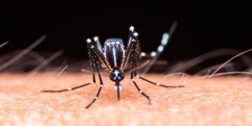 Brote histórico de dengue en Argentina: ya son 106 los muertos y se registran más de 151 mil casos