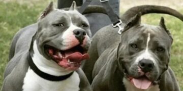 Condenaron al dueño de dos perros que atacaron a una niña en Mar del Plata