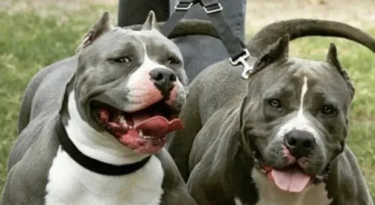 Condenaron al dueño de dos perros que atacaron a una niña en Mar del Plata