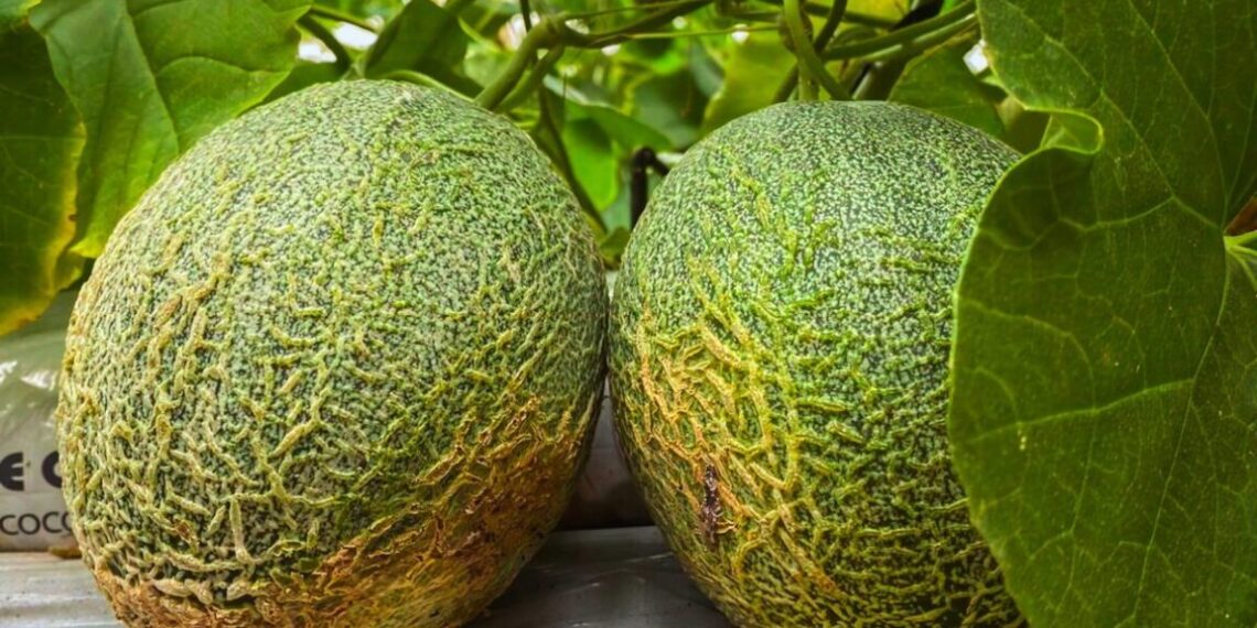 El primer cultivo de melones en semihidroponia se realiza en Misiones