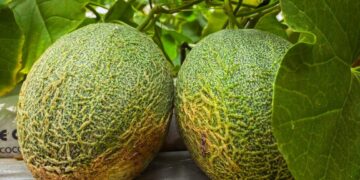 El primer cultivo de melones en semihidroponia se realiza en Misiones