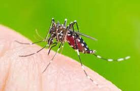 Dengue: Misiones suma otra víctima fatal