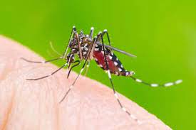 Dengue: Misiones suma otra víctima fatal