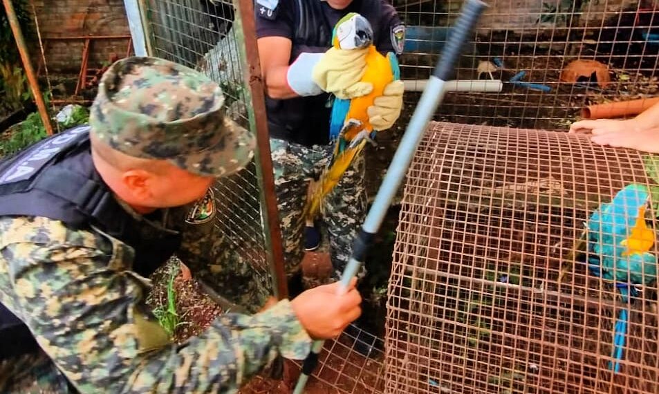 Policías ambientales rescataron a dos guacamayos y a otros animales que estaban fuera de su hábitat