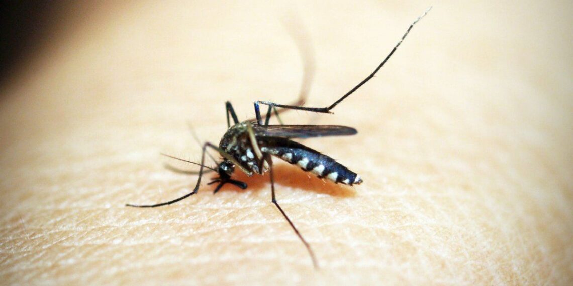Un adolescente de 13 años murió de dengue en Catamarca