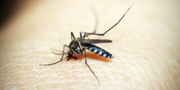 Un adolescente de 13 años murió de dengue en Catamarca