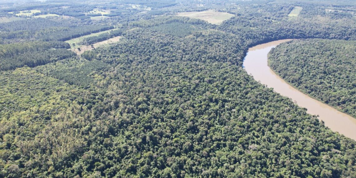 Día Internacional de la Tierra: Misiones continúa con monitoreos y controles para conservar nuestros bosques nativos
