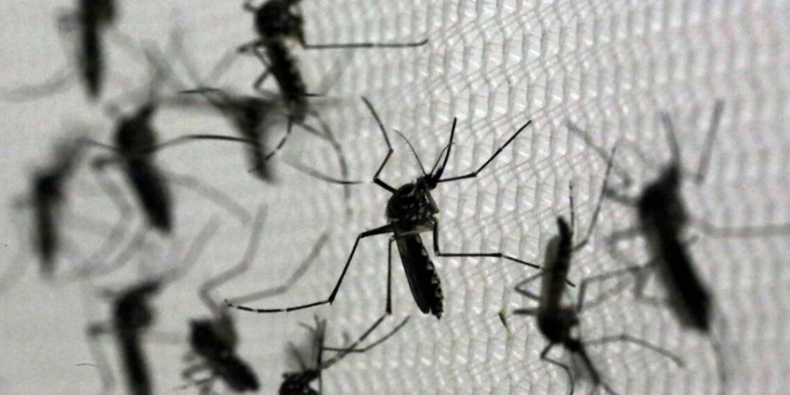 Dengue: se reportaron 63.399 contagios y 42 muertos en la última semana