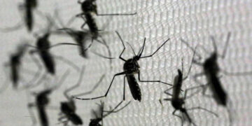 Dengue: se reportaron 63.399 contagios y 42 muertos en la última semana