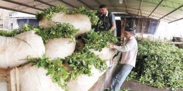 Ya rige la desregulación de los precios de la yerba mate