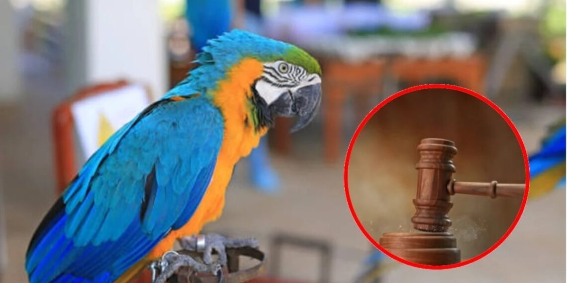 Se enteró que su esposa lo engañaba gracias a sus loros y la historia tuvo el peor final