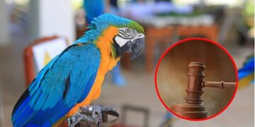 Se enteró que su esposa lo engañaba gracias a sus loros y la historia tuvo el peor final