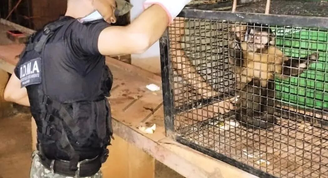 Nuevos rescates de animales: la Policía resguardó a dos monos y a un ave exótica