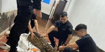 Rescatan a un ciervo axis que fue atacado por perros en Oberá