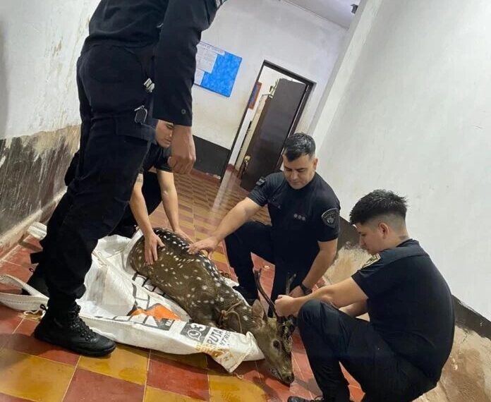 Rescatan a un ciervo axis que fue atacado por perros en Oberá