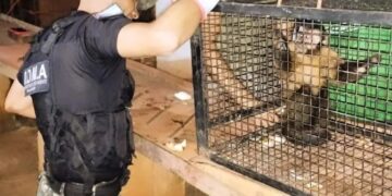 Nuevos rescates de animales: la Policía resguardó a dos monos y a un ave exótica