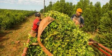 Cámara Federal de Posadas ratificó el fallo que suspende la desregulación de la yerba mate