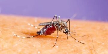 Dengue en Argentina: confirman 315 mil casos y 238 muertes