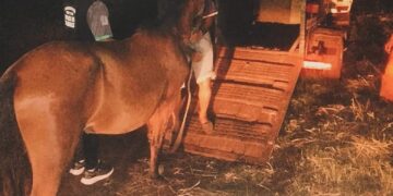 Robaron un caballo y lo ofrecían por marketplace: Policías lo recuperaron