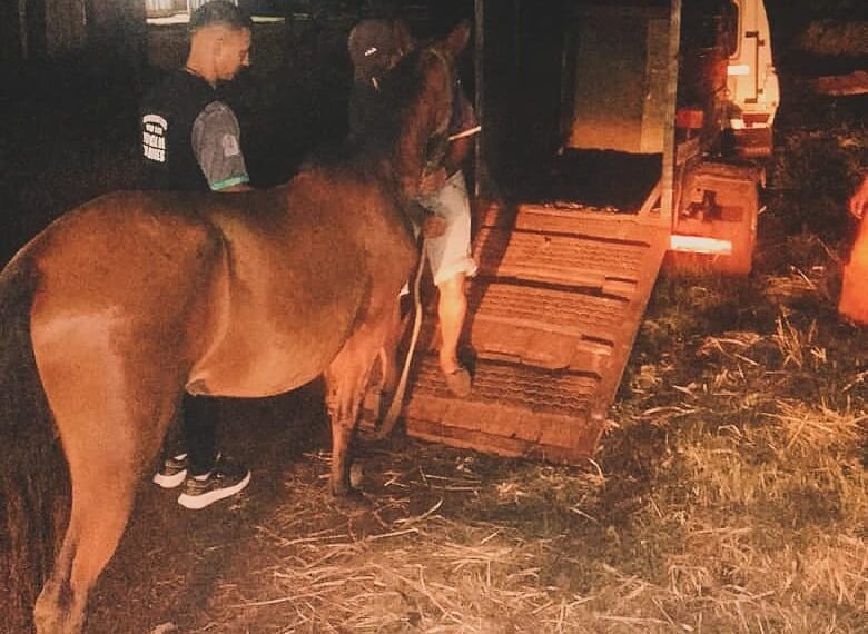 Robaron un caballo y lo ofrecían por marketplace: Policías lo recuperaron