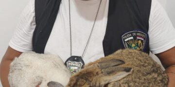 Agentes rescataron a Stuart y a Fiona, dos conejos robados en Puerto Iguazú