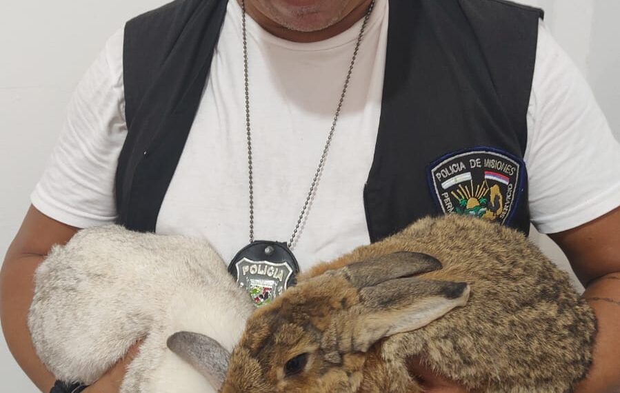 Agentes rescataron a Stuart y a Fiona, dos conejos robados en Puerto Iguazú