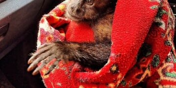 La Provincia fortalece el combate del tráfico ilegal de fauna