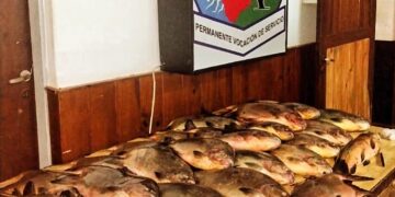Le dijo a la Policía que tuvo suerte en la pesca: había robado 26 pacúes