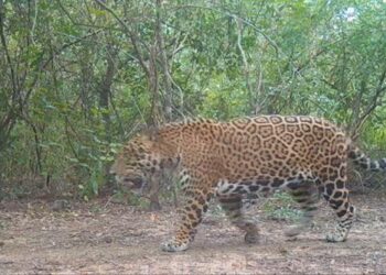 Confirmaron la presencia de un nuevo yaguareté en Formosa