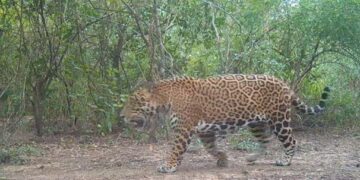 Confirmaron la presencia de un nuevo yaguareté en Formosa