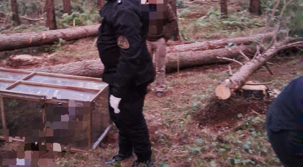 Un hombre murió aplastado por un árbol e investigan a un maquinista quien quedó detenido