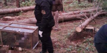 Un hombre murió aplastado por un árbol e investigan a un maquinista quien quedó detenido